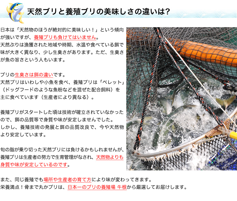 鹿児島県牛根産 栄養満点 ! 骨まで丸かブリ 天然ブリと養殖ブリの美味しさの違い